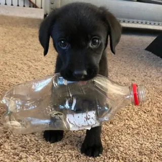 💘 щенок, собака, черный лабрадор, домашнее животное, животное, бутылка, милый telegram sticker