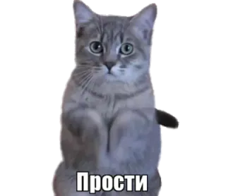 🥺 Прости cat, apology, sorry, cute, animal telegram sticker