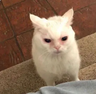 🥺 cat, white cat, animal, pet, grumpy, angry whatsapp sticker