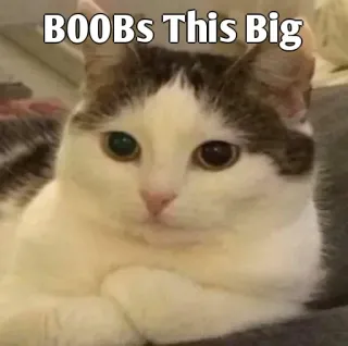 👀 BOOBs This Big gato, meme, humor, tetas, animal, gracioso whatsapp sticker