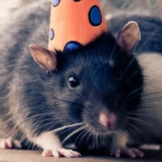 🐀 szczur, czapeczka urodzinowa, zwierzę, słodki, zwierzę domowe, świętowanie telegram sticker