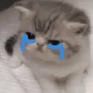 🥺 gato, gatito, triste, llorando, lágrimas, mascota, animal whatsapp sticker