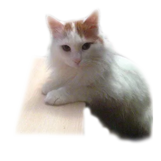 😠 gato, mascota, animal, doméstico, felino whatsapp sticker