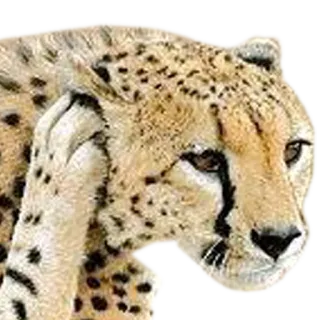 📞 cheetah, animal, wildlife, cat, spotted, predator, mammal whatsapp sticker