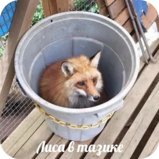 🐾 Лиса в тазике telegram sticker