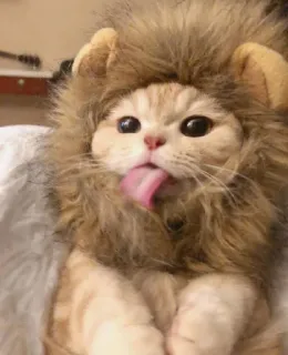 😻 gato, leão, animal, animal de estimação, fofo, língua, fantasia telegram sticker