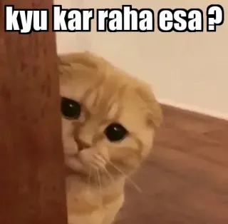 👀 KYU KAR RAHA ESA ? gato, meme, lindo, gracioso, mascota, pregunta telegram sticker