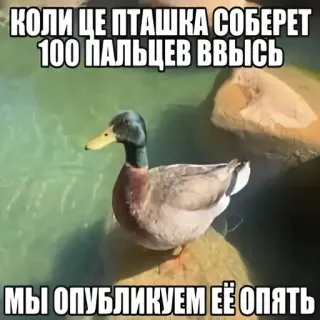 🦆 КОЛИ ЦЕ ПТАШКА СОБЕРЕТ 100 ПАЛЬЦЕВ ВВЫСЬ
МЫ ОПУБЛИКУЕМ ЕЁ ОПЯТЬ pato, pájaro, animal, agua, meme, divertido telegram sticker