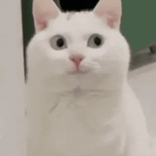 🐱 chat, chat blanc, mignon, animal, animal de compagnie, drôle whatsapp sticker