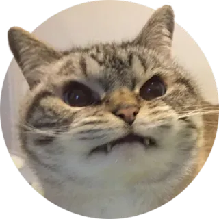 👹 gato, bravo, meme, animal, animal de estimação, felino, engraçado whatsapp sticker