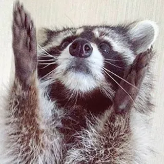 🙌 mapache, animal, lindo, mamífero, fauna silvestre telegram sticker
