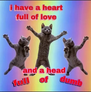 🤪 I have a heart full of love and a head full of dumb gatto, amore, divertente, stupido, animale, meme telegram sticker