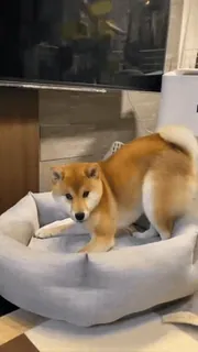 😡 犬, 柴犬, ペット, 動物, 犬用ベッド telegram sticker