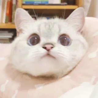 🐈 猫, かわいい, 動物, 子猫, ペット, 目 whatsapp sticker