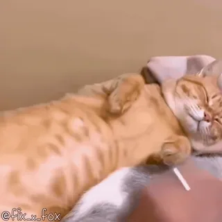 ☀️ @fix_x_fox cat, pet, animal, cute, orange cat, sleeping telegram sticker