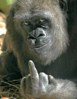 🖕 gorila, animal, dedo do meio, rude, ofensivo, primata telegram sticker