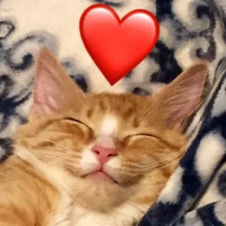 💖 cat, animal, kitten, pet, domestic animal, love telegram sticker