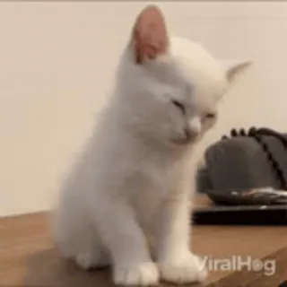 😳 새끼 고양이, 고양이, 동물, 애완 동물, 흰색 telegram sticker