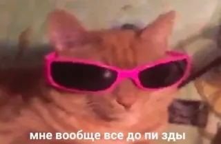 🍄 мне вообще все до пи зды cat, sunglasses, meme, animal, offensive telegram sticker