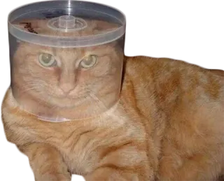 ⚔️ cat, animal, orange, domestic cat, pet, funny, container, head, cute telegram sticker