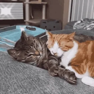 😽 chat, chats, animaux, animaux domestiques, chat de gouttière, tigré, chat roux telegram sticker