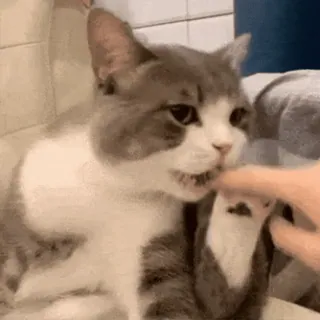 🐱 cat, animal, pet, cute, finger, funny, domestic, kitten whatsapp sticker
