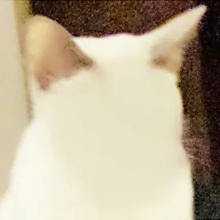😶 cat, white, animal, pet whatsapp sticker