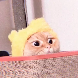 👀 kucing, hewan, peliharaan, imut, kuning, topi telegram sticker