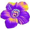 🌺