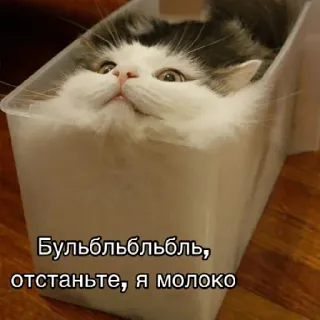 😔 Бульбльбльбль, отстаньте, я молоко แมว, นม, กล่อง, มีม, สัตว์, ตลก telegram sticker