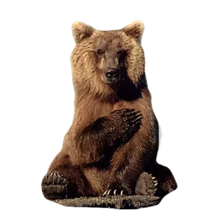😇 bear, animal, wildlife, mammal, nature telegram sticker