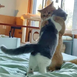 ☺️ gatto, gatti, animali domestici, animali, felino, carino, gattini telegram sticker