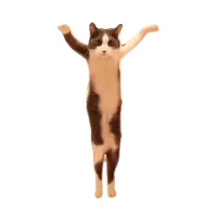 🕺 mèo, động vật, hài hước, meme, tư thế, nhảy, giơ tay whatsapp sticker