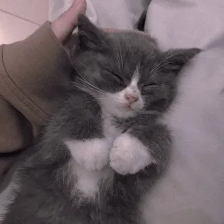 🍡 chat, chaton, dormir, mignon, animal de compagnie, animal whatsapp sticker