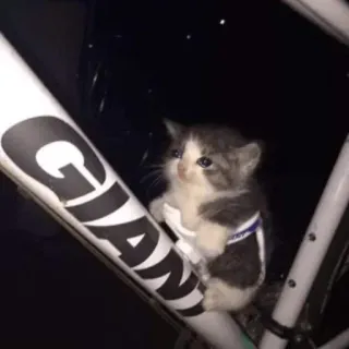 😩 猫, 子猫, 可愛い, 動物, 自転車, 自転車, 夜 telegram sticker