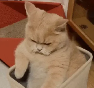 😠 แมว, สัตว์, สัตว์เลี้ยง, กล่อง, น่ารัก, สัตว์ตระกูลแมว, ลูกแมว telegram sticker