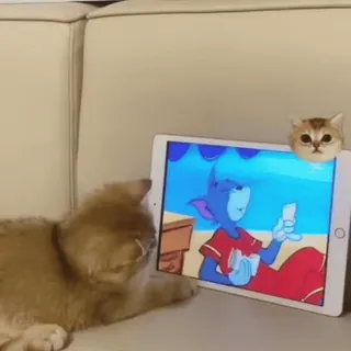 🐾 Tom Cat Tom and Jerry gato, gatinho, desenho animado, tablet, assistindo, animal de estimação telegram sticker