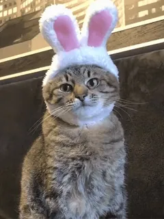 🐰 chat, oreilles de lapin, animal de compagnie, animal, pâques, drôle telegram sticker