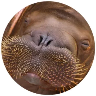 😑 mors, zwierzę, ssak, dzika przyroda, stworzenie morskie telegram sticker