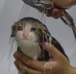 💧 Katze, Dusche, nass, traurig, Kätzchen telegram sticker