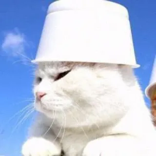 😾 猫, 白い猫, カップ, 動物, ペット, 面白い telegram sticker