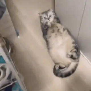 🤩 gato, gato doméstico, descansando, acostado, mascota, animal whatsapp sticker