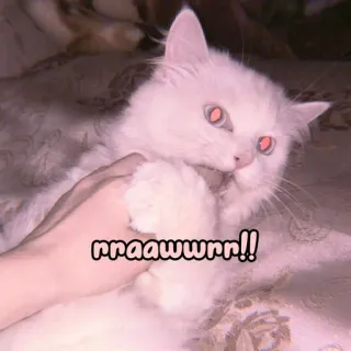 🐈 rraaawurrnn!! cat, white cat, pet, animal, cute, domestic animal whatsapp sticker