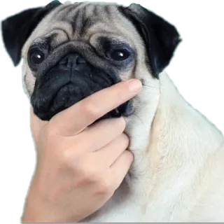 🤔 pug, dog, pet, animal, hand, think, thinking telegram sticker