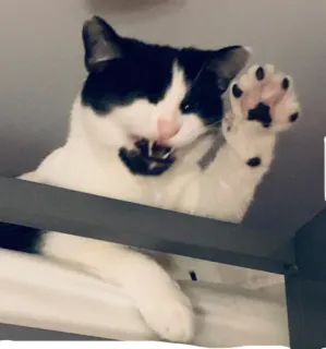 👋 cat, animal, pet, domestic animal, feline, black and white cat telegram sticker