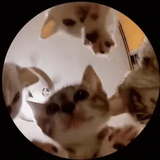 🤩 kucing, anak kucing, hewan, lucu, hewan peliharaan, lucu whatsapp sticker