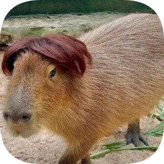 🧑‍🦰 capybara telegram sticker