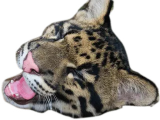 😃 Ozelot, Katze, Tier, Wildtier, Säugetier, Leopard telegram sticker