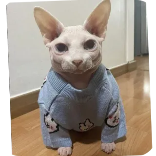 🐱 スフィンクス猫, 猫, ペット, セーター, 動物, ヘアレスキャット, 可愛い, 家畜 whatsapp sticker