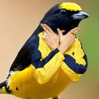 🐦 Aves Con Brazos 😂 telegram stickers